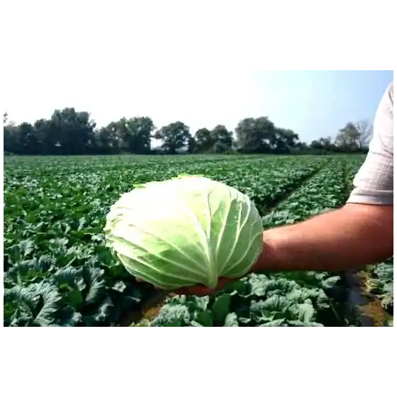 Lichidare de stoc Seminte de varza de toamna Muntenia, 10 grame, 4 Agro