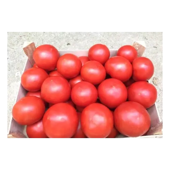 Seminte de tomate Zulfia F1, 100 seminte, Rijk Zwaan Reducere extra