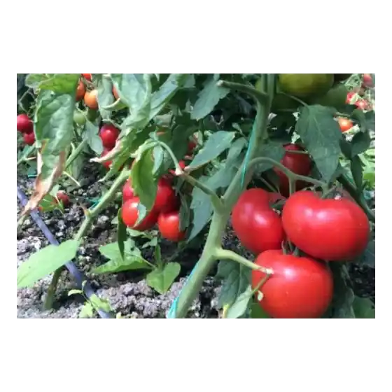 Mai ieftin Seminte de tomate Vasanta F1, 1000 seminte, Rijk Zwaan