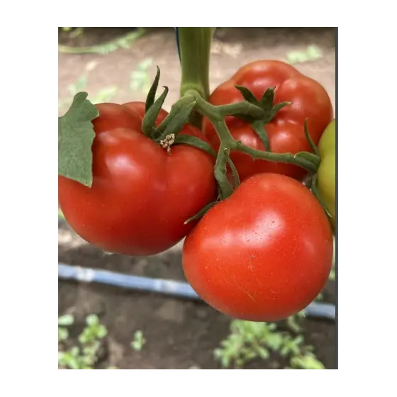 Seminte de tomate SVTH 3053 F1, 500 seminte, Seminis Livrare rapidă