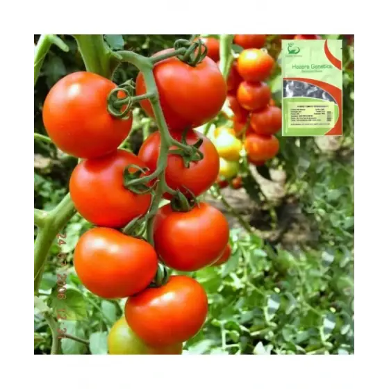 Cumpără acum Seminte de tomate Primadona F 1, 100 seminte, Hazera