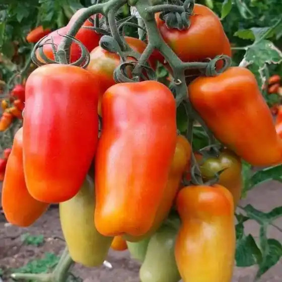 Comandă acum Seminte de tomate Portento F1, 100 seminte, Seminis