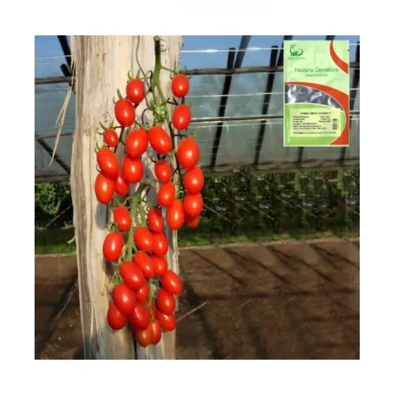 Popular Seminte de tomate Lucinda F1, 100 seminte, Hazera