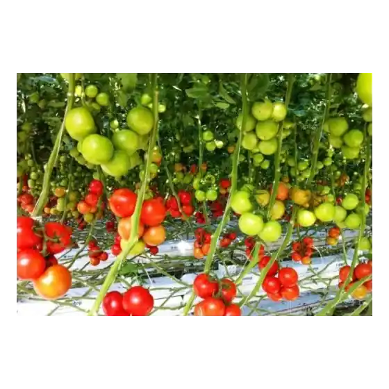 Seminte de tomate Endeavour F1, 100 seminte, Rijk Zwaan Doar azi