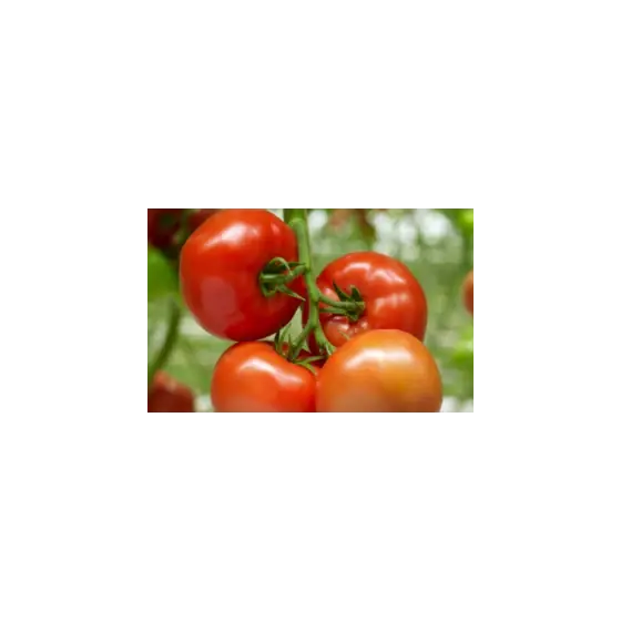 Seminte de tomate Barteza F1, 500 seminte, Enza Zaden Ultima șansă