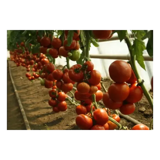 Preț redus Seminte de tomate Attiya F1 (73-667), 1000 seminte, Rijk Zwaan