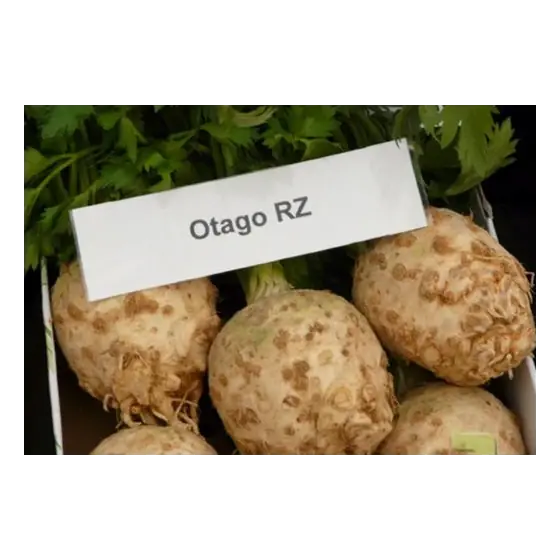 Seminte de telina Otago NS, 10000 seminte, Rijk Zwaan Chilipir