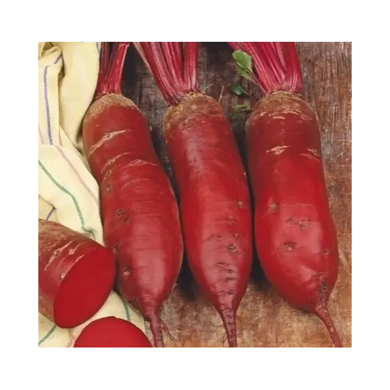 Seminte de sfecla rosie Cylindra, 250 grame, Pieterpikzonen Preferatul clienților