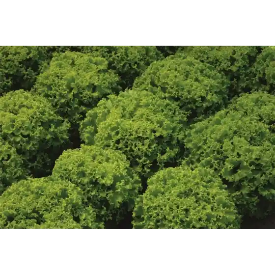 Ofertă Seminte de salata Larabel, 5000 seminte, Bejo