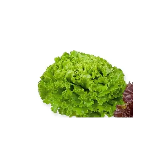 Comandă acum Seminte de salata Aficion, 5 grame, Rijk Zwaan