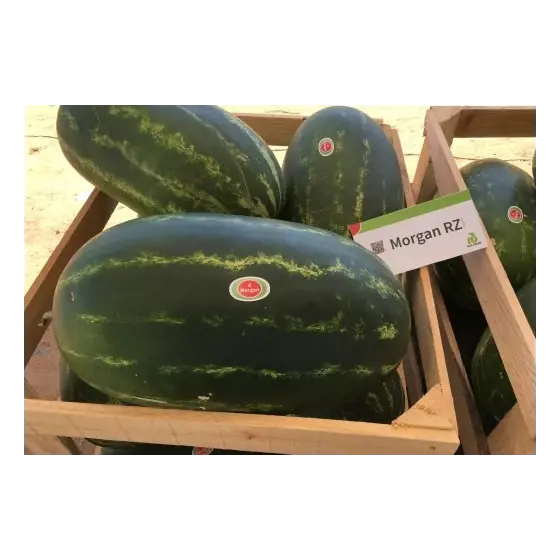 Ofertă limitată Seminte de pepene verde Morgan F1, 100 seminte, Rijk Zwaan