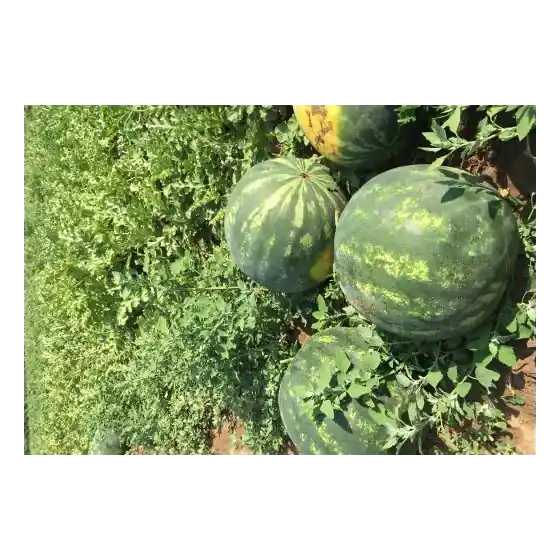 Seminte de pepene verde Lusitana F1, 1000 seminte, Rijk Zwaan Ofertă limitată