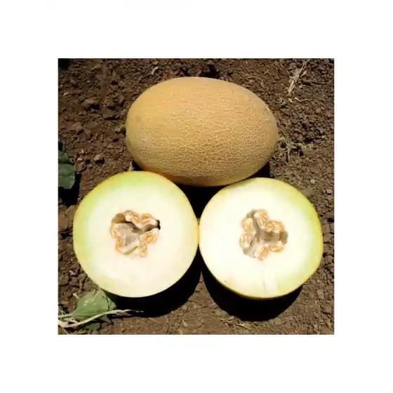 Noutate Seminte de pepene galben tip Ananas, Rachel F1, 500 seminte, Hazera