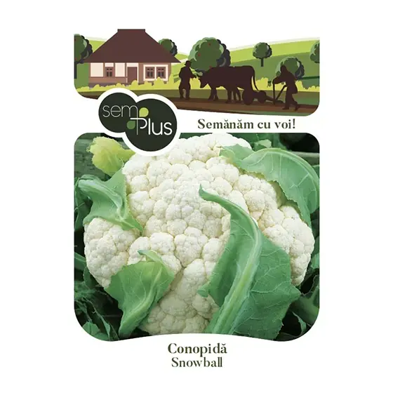 Livrare rapidă Seminte de conopida Snowball, 1 gram, SemPlus