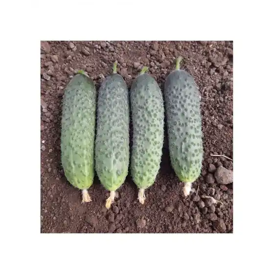 Seminte de castraveti cornichon Kitto F1, 250 seminte, Hazera Cel mai bun preț