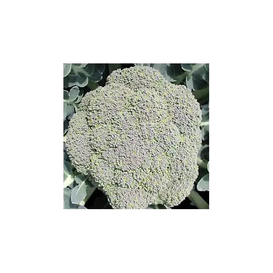 Seminte de broccoli Chevalier F1, 1000 seminte, Seminis Ofertă specială